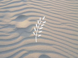 National Sexual Assault Hotline